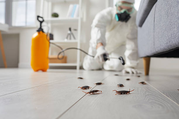 Affordable Termite Control solutions in Shaw, MS